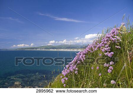 Borth, Ceredigion, Wales, UK View Large Photo Image Stock Image - Borth, Ceredigion, Wales, UK . Fotosearch
