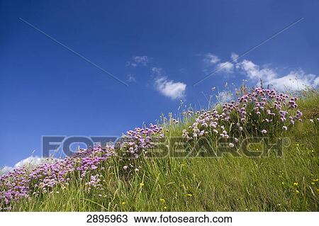 Stock Image - Borth, Ceredigion, Wales, UK . Fotosearch