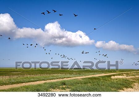 Brant Geese (Branta bernicla) flying, Amrum, Germany View Large Photo Image Stock Image - Brant Geese (Branta bernicla) flying, Amrum, Germany . Fotosearch