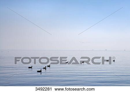 Brant Geese (Branta bernicla) swimming, Amrum, Schleswig-Holstein, Germany View Large Photo Image Stock Image - Brant Geese (Branta bernicla) swimming, Amrum, Schleswig-Holstein, Germany . Fotosearch