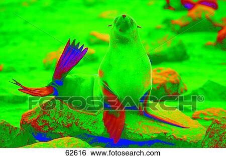 Stock Photograph - Brown Fur Seal (Arctocephalus pusillus) yawning on rock, Cape Cross, Namibia . Fotosearch