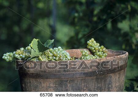 Bunch of grapes in basket View Large Photo Image Stock Photo - Bunch of grapes in basket . Fotosearch