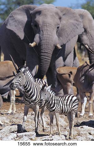 Stock Photography - Burchell's Zebras (Equus quagga burchellii)) standing with its foal in front of African elephant (Loxodonta africana), Etosha National Park, Namibia . Fotosearch