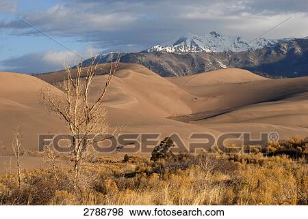 Bushes and trees in desert, Great Sand Dunes National Park, Colorado, USA View Large Photo Image Stock Photo - Bushes and trees in desert, Great Sand Dunes National Park, Colorado, USA . Fotosearch