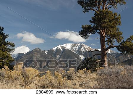 Bushes and trees in desert, Great Sand Dunes National Park, Colorado, USA View Large Photo Image Stock Photo - Bushes and trees in desert, Great Sand Dunes National Park, Colorado, USA . Fotosearch