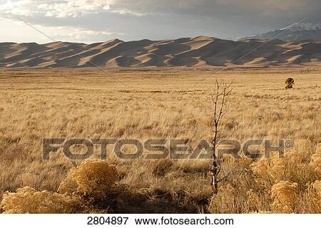 Bushes in desert, Great Sand Dunes National Park, Colorado, USA View Large Photo Image Stock Photo - Bushes in desert, Great Sand Dunes National Park, Colorado, USA . Fotosearch
