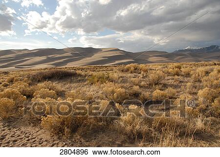Stock Photograph - Bushes in desert, Great Sand Dunes National Park, Colorado, USA . Fotosearch