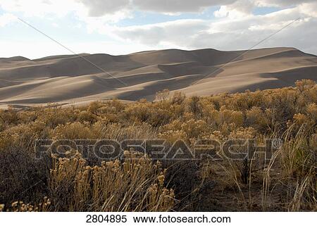 Stock Photography - Bushes in desert, Great Sand Dunes National Park, Colorado, USA . Fotosearch