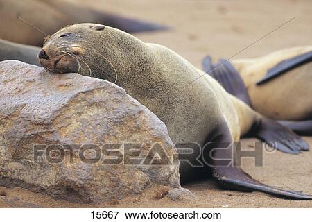 Stock Photo - Cape Fur seal (Arctocephalus pusillus) sleeping on rock, Cape Cross, Namibia . Fotosearch
