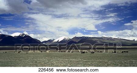 Stock Photograph - Cattle grazing in field, China . Fotosearch