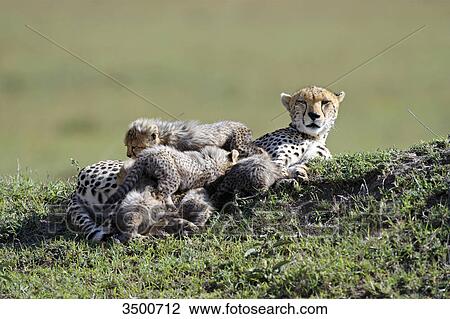 Stock Image - Cheetah, Acinonyx jubatus, and young dear, Masai Mara National Reserve, Kenya, East Africa, Africa . Fotosearch