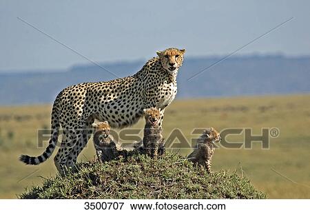 Stock Photo - Cheetah, Acinonyx jubatus, and young dears, Masai Mara National Reserve, Kenya, East Africa, Africa . Fotosearch
