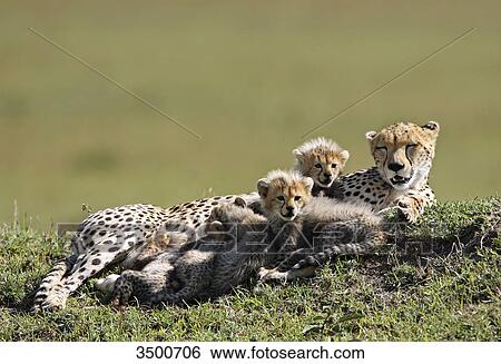 Cheetah, Acinonyx jubatus, and young dears, Masai Mara National Reserve, East Africa, Africa View Large Photo Image Stock Photograph - Cheetah, Acinonyx jubatus, and young dears, Masai Mara National Reserve, East Africa, Africa . Fotosearch