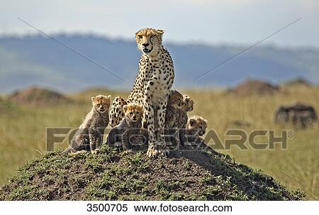 Cheetah, Acinonyx jubatus, and young dears, Africa View Large Photo Image Stock Photography - Cheetah, Acinonyx jubatus, and young dears, Africa . Fotosearch