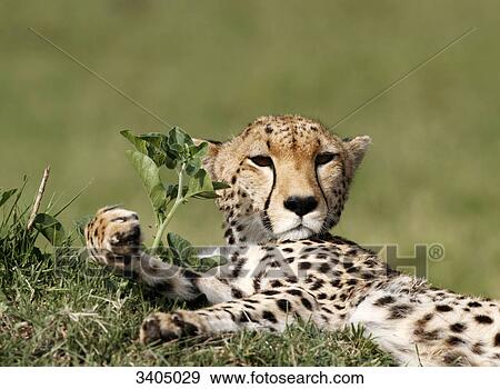 Stock Photo - Cheetah (Acinonyx jubatus) lying in the grass, Masai Mara National Reserve, Kenya . Fotosearch