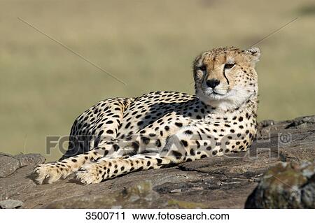 Cheetah, Acinonyx jubatus, Masai Mara National Reserve, Kenya, East Africa, Africa View Large Photo Image Stock Image - Cheetah, Acinonyx jubatus, Masai Mara National Reserve, Kenya, East Africa, Africa . Fotosearch