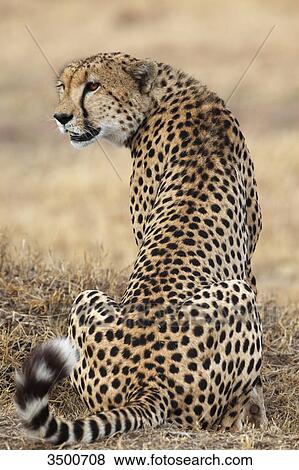 Cheetah, Acinonyx jubatus, Masai Mara National Reserve, Kenya, East Africa, Africa View Large Photo Image Stock Photo - Cheetah, Acinonyx jubatus, Masai Mara National Reserve, Kenya, East Africa, Africa . Fotosearch
