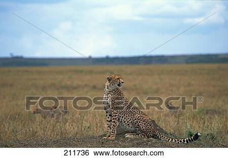 Stock Photograph - Cheetah (Acinonyx jubatus) sitting in field . Fotosearch