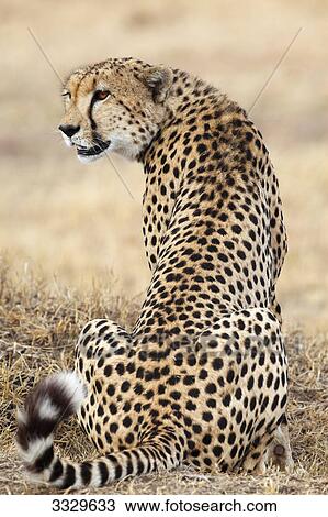 Cheetah (Acinonyx jubatus) sitting, Masai Mara National Reserve, Kenya, rear view View Large Photo Image Stock Image - Cheetah (Acinonyx jubatus) sitting, Masai Mara National Reserve, Kenya, rear view . Fotosearch