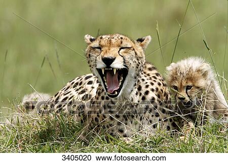 Cheetah (Acinonyx jubatus) with cub, Masai Mara National Reserve, Kenya View Large Photo Image Stock Image - Cheetah (Acinonyx jubatus) with cub, Masai Mara National Reserve, Kenya . Fotosearch