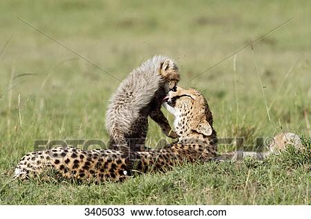 Stock Image - Cheetah (Acinonyx jubatus) with cubs lying on grass, Masai Mara National Reserve, Kenya . Fotosearch