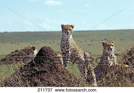Cheetah (Acinonyx jubatus) with its cubs in field View Large Photo Image Stock Photo - Cheetah (Acinonyx jubatus) with its cubs in field . Fotosearch