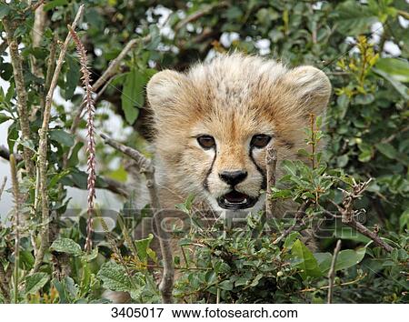 Stock Photo - Cheetah cub (Acinonyx jubatus) looking through twigs, Masai Mara National Reserve, Kenya . Fotosearch