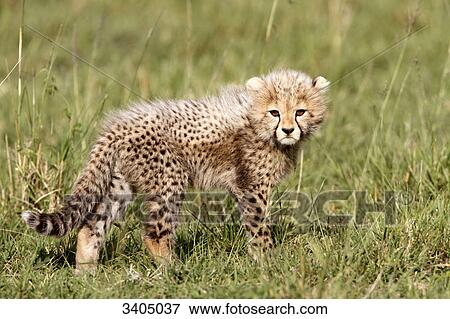 Stock Photo - Cheetah cub (Acinonyx jubatus) on grass, Masai Mara National Reserve, Kenya . Fotosearch