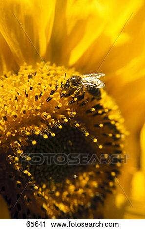 Close-up of bee on Sunflower (Helianthus annuus) View Large Photo Image Stock Image - Close-up of bee on Sunflower (Helianthus annuus) . Fotosearch