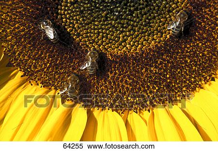 Close-up of bees on Sunflower (Helianthus Annuus) View Large Photo Image Stock Photography - Close-up of bees on Sunflower (Helianthus Annuus) . Fotosearch