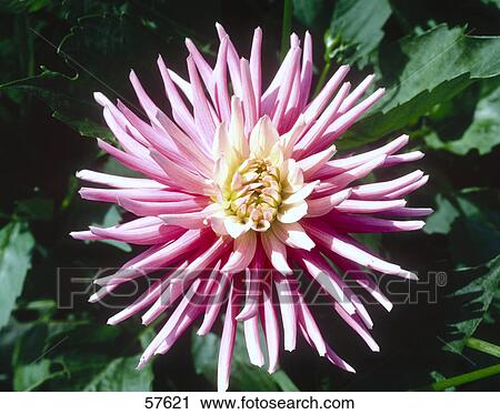 Stock Image - Close-up of blooming dahlias . Fotosearch