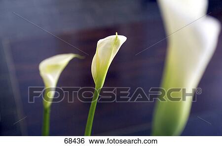 Stock Photograph - Close-up of blooming flowers of calla lily . Fotosearch