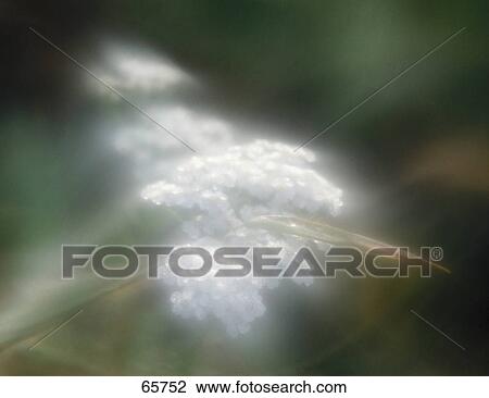Close-up of blooming flowers View Large Photo Image Stock Image - Close-up of blooming flowers . Fotosearch