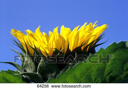 Stock Photograph - Close-up of blooming Sunflower (Helianthus Annuus) . Fotosearch