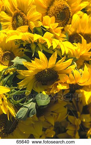 Close-up of blooming Sunflowers (Helianthus annuus) View Large Photo Image Stock Image - Close-up of blooming Sunflowers (Helianthus annuus) . Fotosearch