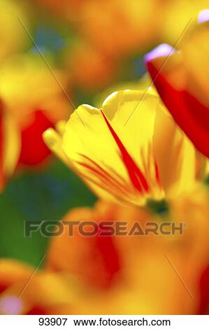 Stock Photo - Close-up of blooming tulips . Fotosearch
