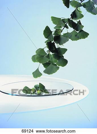 Close-up of branch of ginkgo tree  View Large Photo Image Picture - Close-up of branch of ginkgo tree . Fotosearch