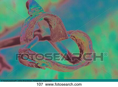 Stock Photo - Close-up of branding iron, Patagonia, Argentina, South America . Fotosearch