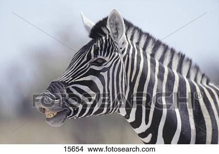 Close-up of Burchell's Zebra (Equus quagga burchellii), Etosha National Park, Namibia View Large Photo Image Picture - Close-up of Burchell's Zebra (Equus quagga burchellii), Etosha National Park, Namibia . Fotosearch