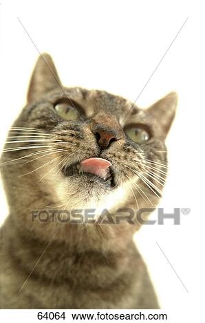 Close-up of cat sticking its tongue out View Large Photo Image Picture - Close-up of cat sticking its tongue out . Fotosearch