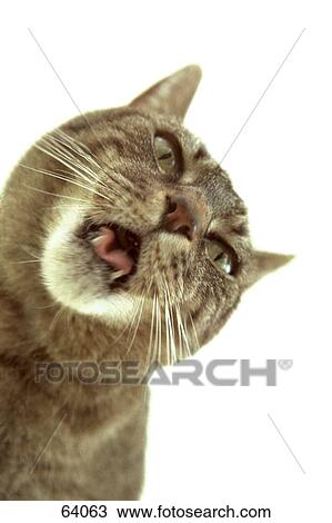 Close-up of cat yawning View Large Photo Image Stock Image - Close-up of cat yawning . Fotosearch