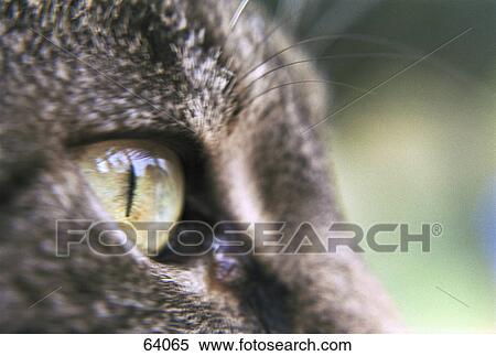 Stock Photography - Close-up of cat's eye . Fotosearch