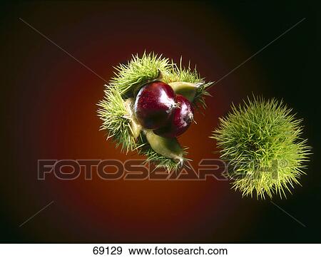 Stock Photo - Close-up of chestnut fruits . Fotosearch