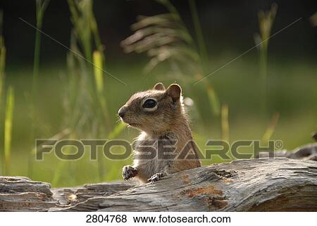Stock Photo - Close-up of Chipmunk, Rocky Mountain National Park, Colorado, USA . Fotosearch