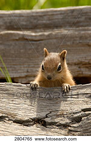 Stock Photography - Close-up of Chipmunk, Rocky Mountain National Park, Colorado, USA . Fotosearch