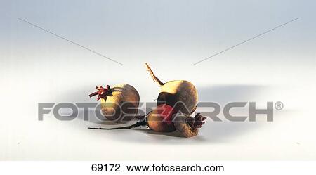 Close-up of common beets View Large Photo Image Stock Image - Close-up of common beets . Fotosearch