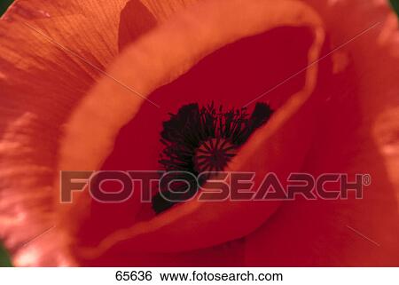Stock Photograph - Close-up of Corn Poppy (Papaver rhoeas) seed . Fotosearch