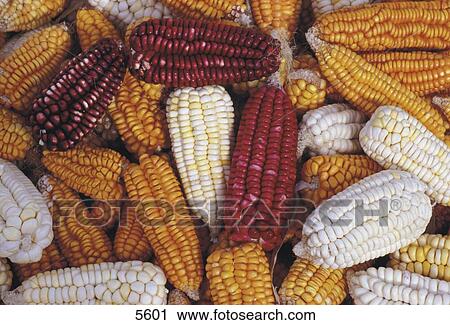 Close-up of corncobs View Large Photo Image Stock Image - Close-up of corncobs . Fotosearch