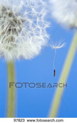 Stock Image - Close-up of dandelion . Fotosearch