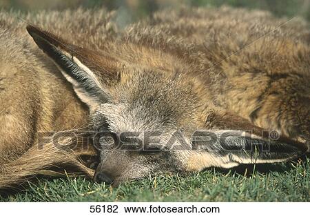 Stock Image - Close-up of Desert fox sleeping in field . Fotosearch
